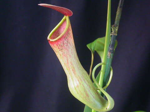 Image of Pitcher plant