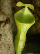 Image of Bell-Shaped Pitcher-Plant