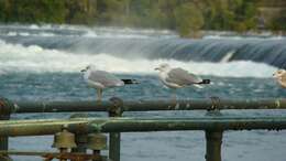 Image of Ring-billed Gull