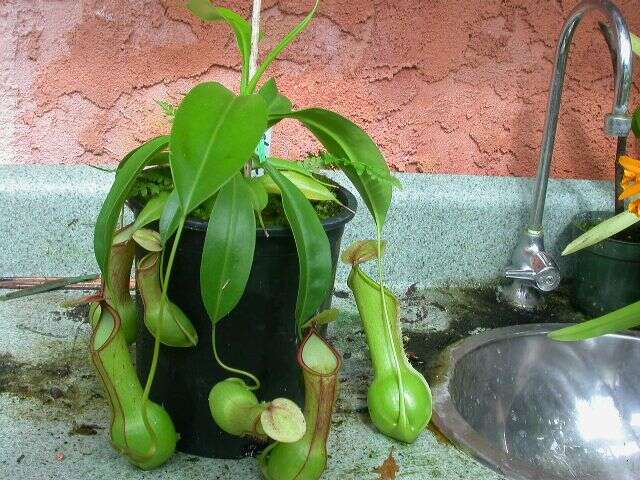 Image of Nepenthes alata Blanco