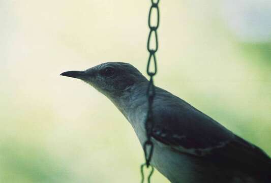 Image of Northern Mockingbird