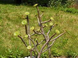 Image of tree aenium