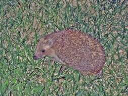 Image of Northern White-Breasted Hedgehog