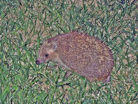 Image of Northern White-Breasted Hedgehog