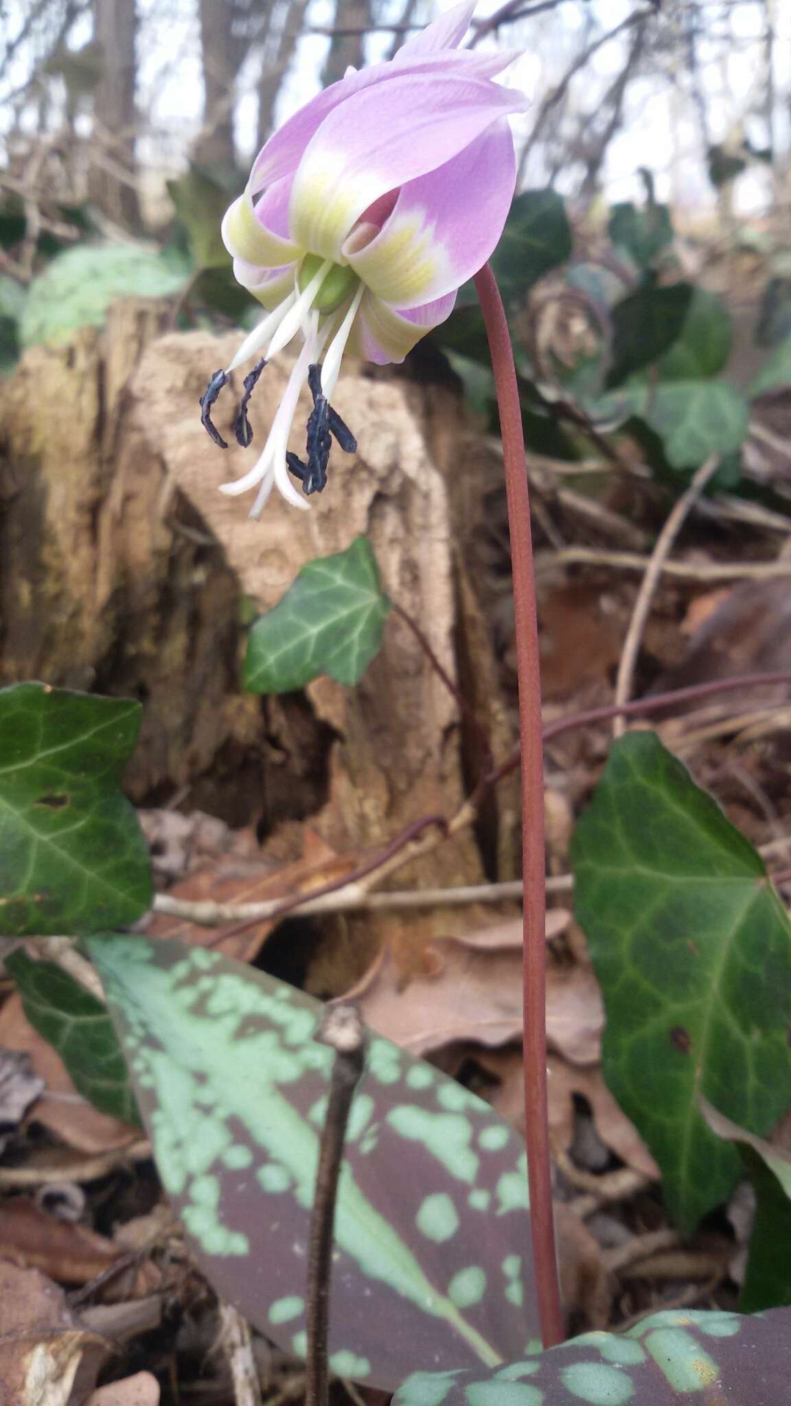 Image of Dog tooth lily