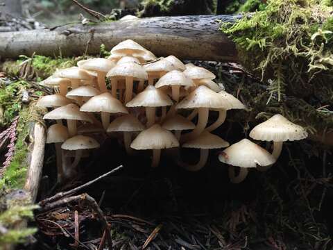 Image of Mycena overholtsii A. H. Sm. & Solheim 1953