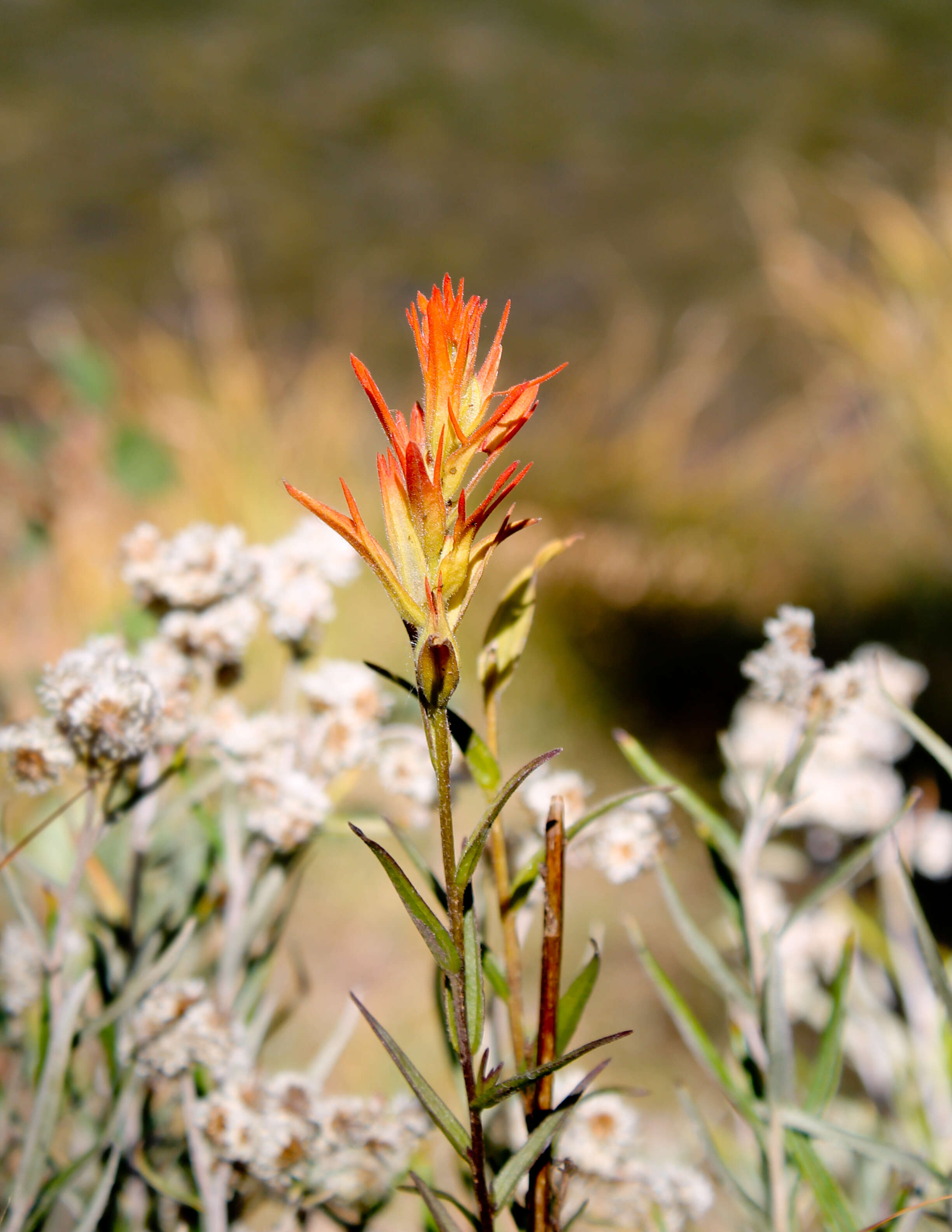 Image of giant red Indian paintbrush