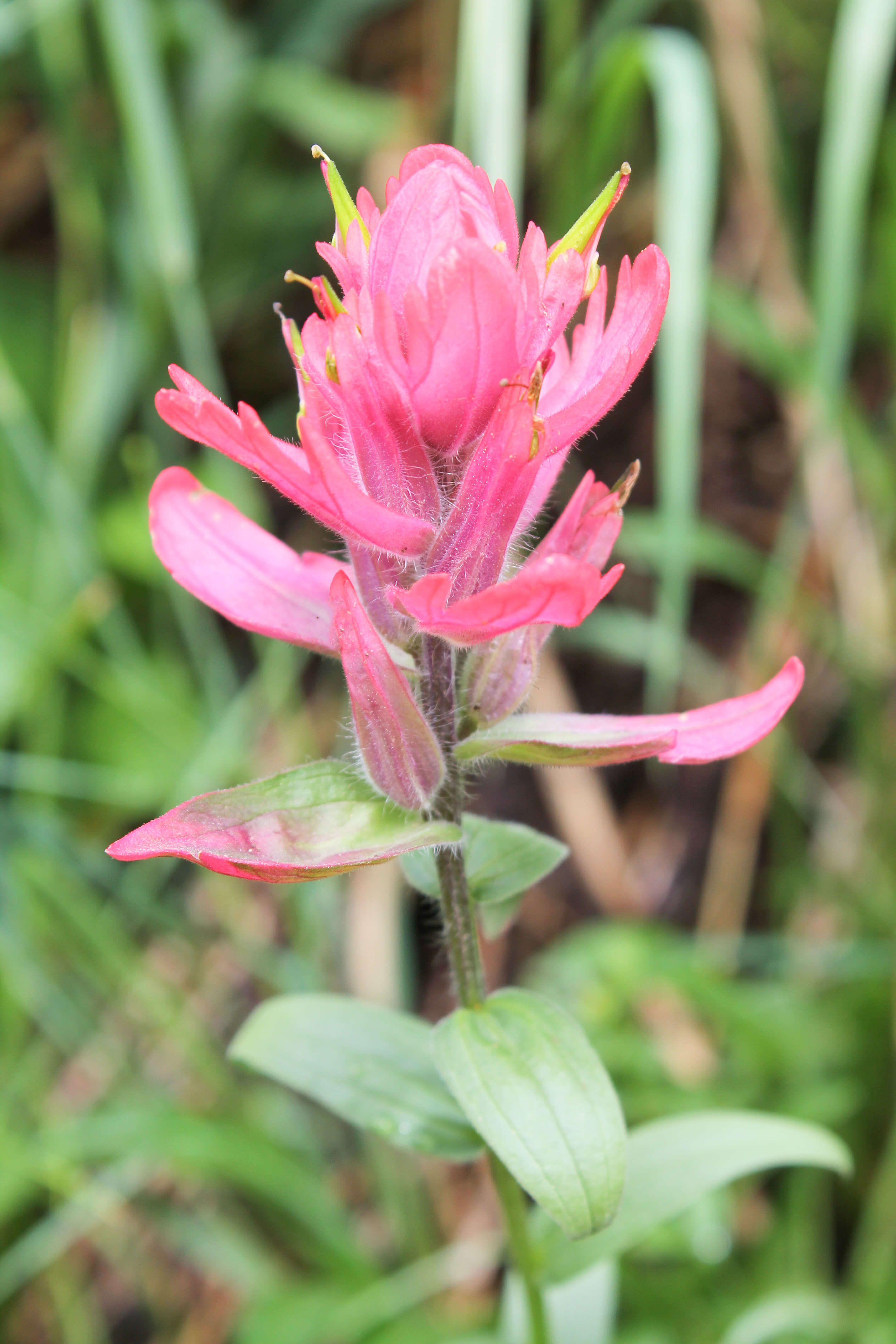 Image of giant red Indian paintbrush