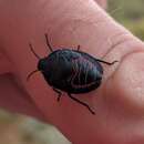 صورة Coleotichus blackburniae White 1881