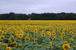 Image of common sunflower