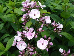 Image of fall phlox