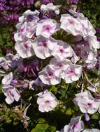 Image of fall phlox