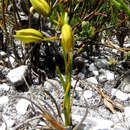 Image of Acrolophia ustulata (Bolus) Schltr. & Bolus