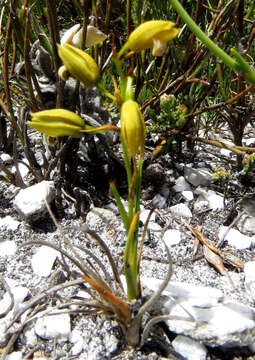 Image of Acrolophia ustulata (Bolus) Schltr. & Bolus