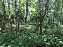 Image of Bog rhubarb