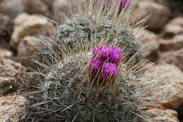 Image of Echinofossulocactus ochoterenaus (Tieg.) Whitmore