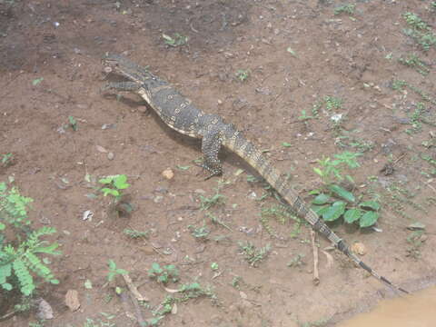 Image of Common Water Monitor