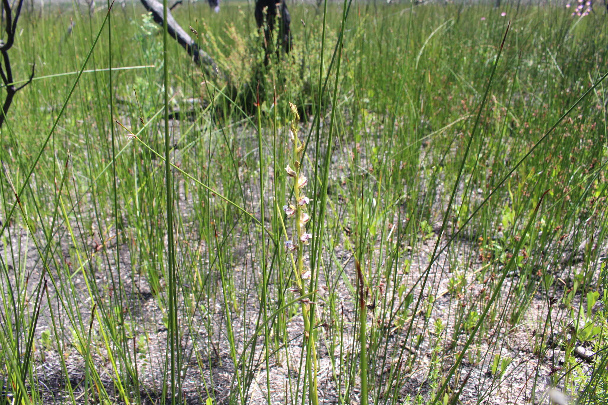 Imagem de Prasophyllum fimbria Rchb. fil.