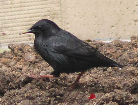 Image of Spotless Starling