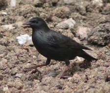 Imagem de Sturnus unicolor Temminck 1820