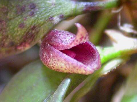 Image of Acianthera