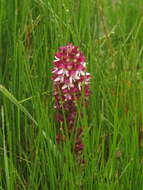 Image of Disa albomagentea E. G. H. Oliv. & Liltved