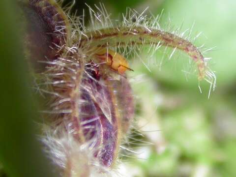 Image of Acianthera crinita (Barb. Rodr.) Pridgeon & M. W. Chase