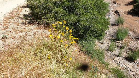 Plancia ëd Hulsea californica A. Gray