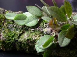 Image of Acianthera crinita (Barb. Rodr.) Pridgeon & M. W. Chase