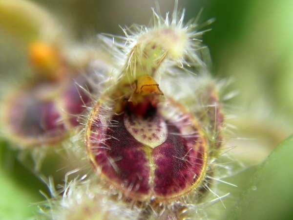 Image of Acianthera crinita (Barb. Rodr.) Pridgeon & M. W. Chase