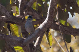 Image of Rufous-winged Antshrike