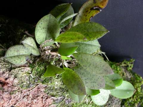 Image of Acianthera crinita (Barb. Rodr.) Pridgeon & M. W. Chase