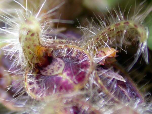 Image of Acianthera crinita (Barb. Rodr.) Pridgeon & M. W. Chase