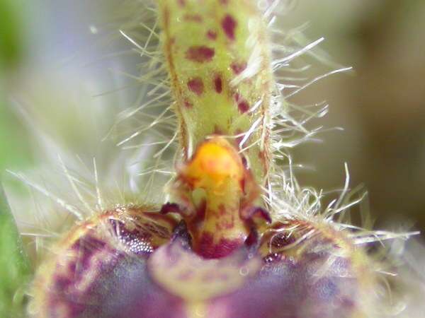 Image of Acianthera crinita (Barb. Rodr.) Pridgeon & M. W. Chase