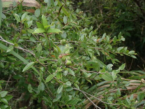 Imagem de Quercus tarokoensis Hayata