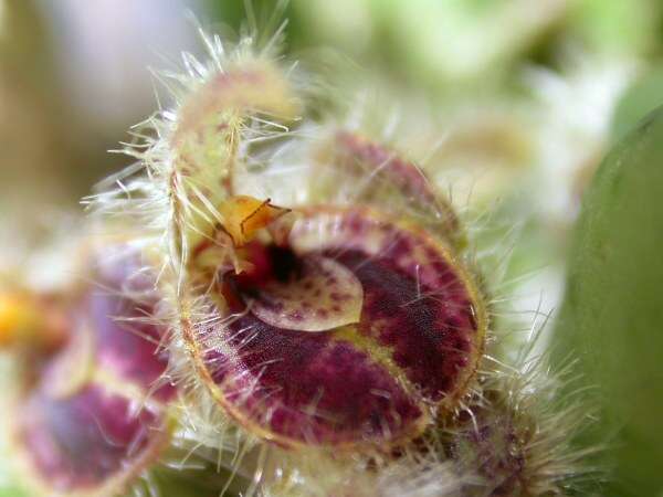 Image of Acianthera crinita (Barb. Rodr.) Pridgeon & M. W. Chase