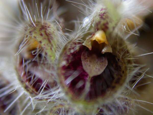 Image of Acianthera crinita (Barb. Rodr.) Pridgeon & M. W. Chase