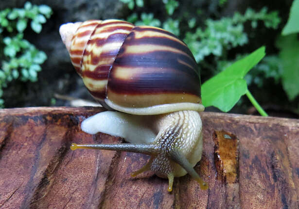 Image de Amphidromus perversus (Linnaeus 1758)