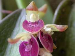 Image of Acianthera recurva (Lindl.) Pridgeon & M. W. Chase