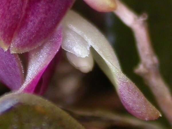 Image of Acianthera recurva (Lindl.) Pridgeon & M. W. Chase