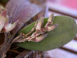 Image of Acianthera recurva (Lindl.) Pridgeon & M. W. Chase