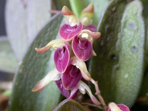 Image of Acianthera recurva (Lindl.) Pridgeon & M. W. Chase