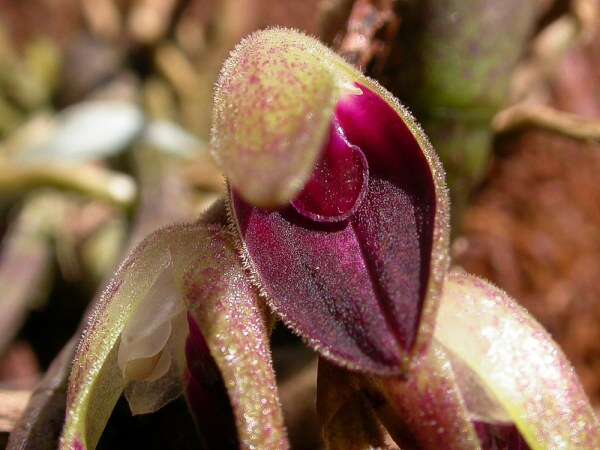 Image of Acianthera recurva (Lindl.) Pridgeon & M. W. Chase