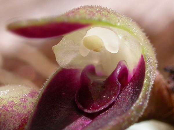 Image of Acianthera recurva (Lindl.) Pridgeon & M. W. Chase