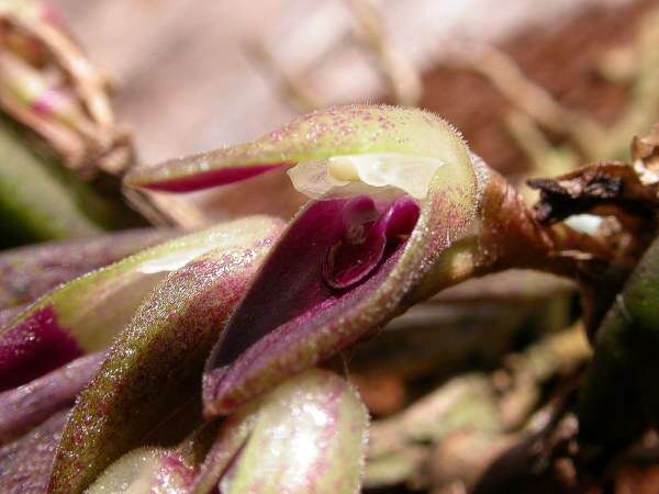 Image of Acianthera recurva (Lindl.) Pridgeon & M. W. Chase