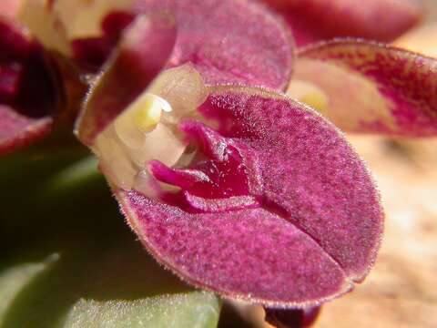 Image of Acianthera recurva (Lindl.) Pridgeon & M. W. Chase