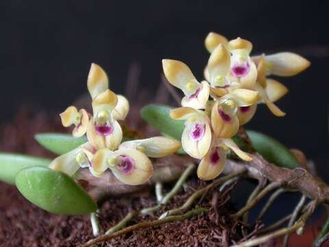 Image of Acianthera recurva (Lindl.) Pridgeon & M. W. Chase