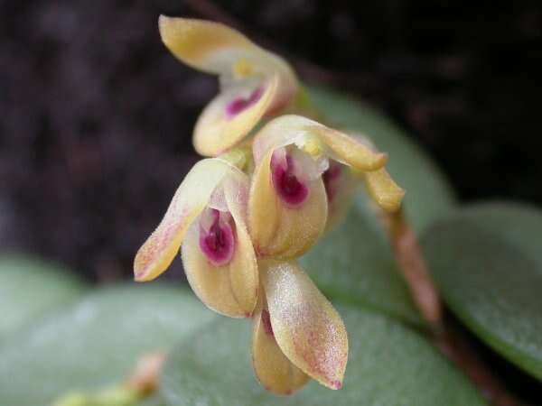 Image of Acianthera recurva (Lindl.) Pridgeon & M. W. Chase