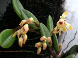 Image of Acianthera recurva (Lindl.) Pridgeon & M. W. Chase