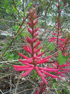 Слика од Erythrina herbacea L.